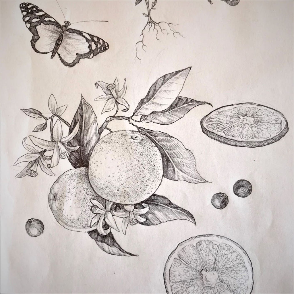Hand drawn illustration of Botanicals